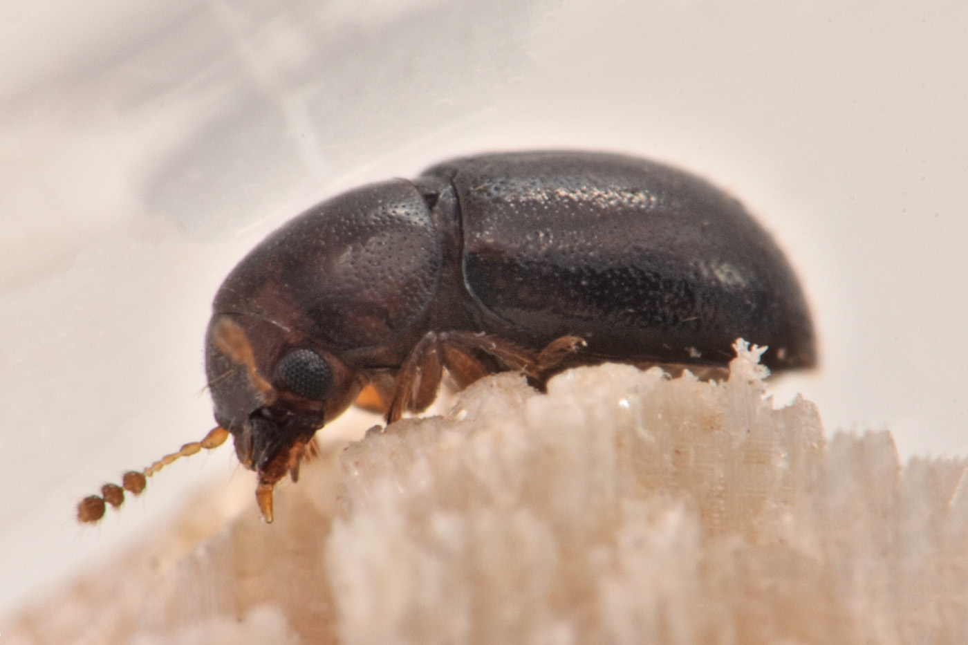 Ciidae: Octotemnus sp.? S. Octotemnus glabriculus